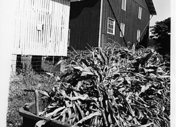 Corn Stalks Going Into The Corn Crib At Gilfillan Farm