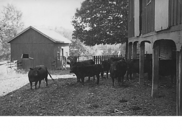 Cows At The Big Barn On The Gilfillan Farm 2
