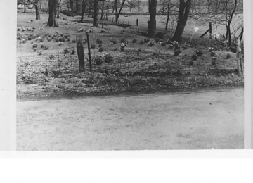 Daffodils On The Gilfillan Farm