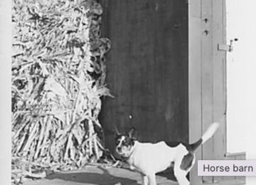 Horse Barn On The Gilfillan Barn