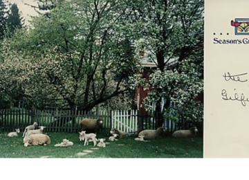 Lambs In Springtime on Gilfillan Farm