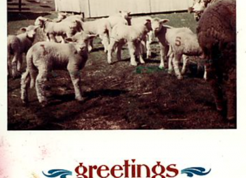 Lambs In The Gilfillan Barnyard