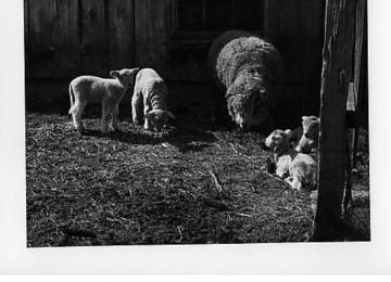 Sheep Barn At Gilfillan Farm