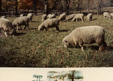 Sheep Grazing In A Field