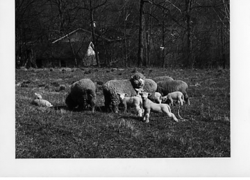 Sheep In A Field At The Gilfillan Farm