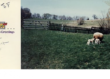 Sheep Lambs On Gilfillan Farm