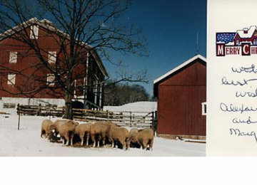 Sheep On Gilfillan Farm During Winter