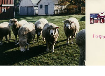 Sheep On Gilfillan Farm