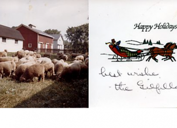 Sheep On Gilfillan Farm