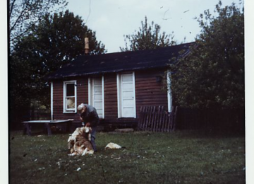 Sheep Shearing at Gilfillan Farm