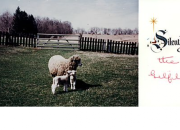 Sheeps and Lambs On Gilfillan Farm