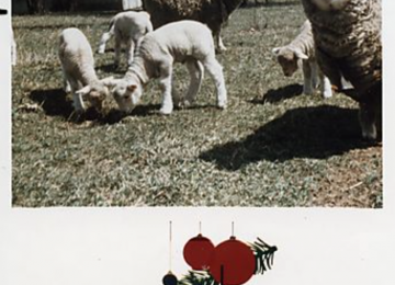 Sheeps Lambs at Gilfillan Farm
