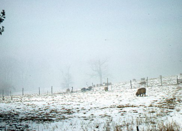 Snowy Field With Sheep