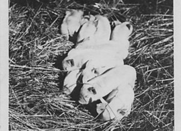 Piglets
